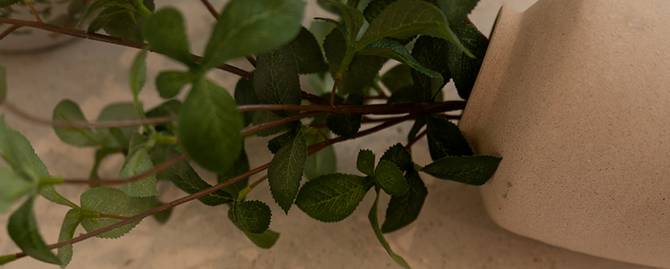 Close-up of a plant with a neutral background
